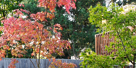 Rebecca's back yard